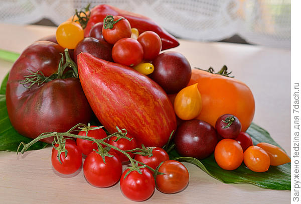 Помидорки для Максима