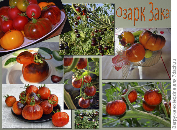 Озарк Закат