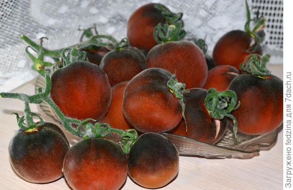 Ворсистый синий ворчун