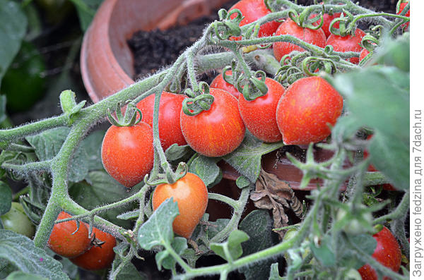 Кучерявая голова в горшке
