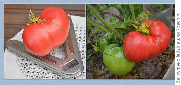 Розовый мёд в 2017 году