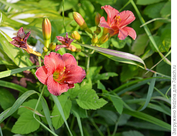 Литл сноу Стоппер