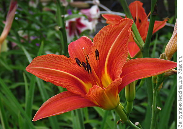 Королева Мая