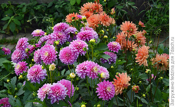 Геллери Рембрант