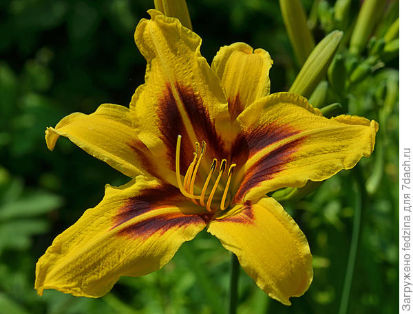 красноднев