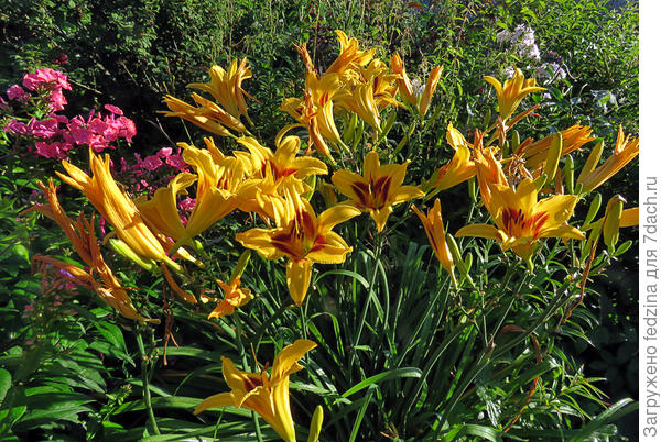 буйно цветёт