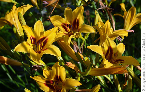 Цветоносов и бутонов очень много