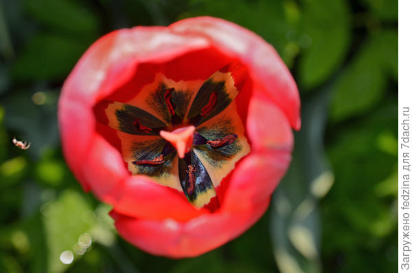 С голубым моторчиком, а Как зовут, кто знает?