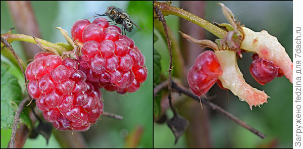 Клык дракона