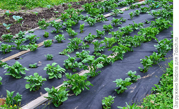 Картофель под чёрным укрывным