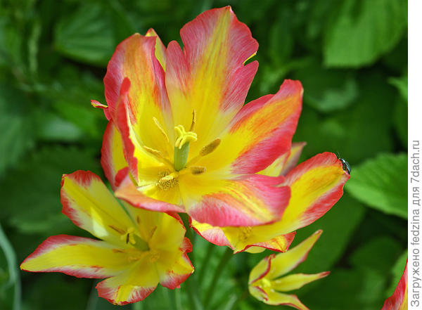 Антуанетта