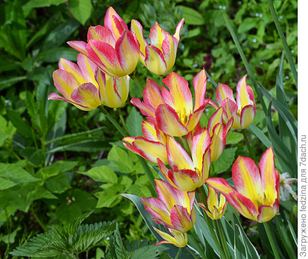 Антуанетта