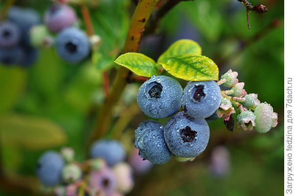 Голубичка в дождь