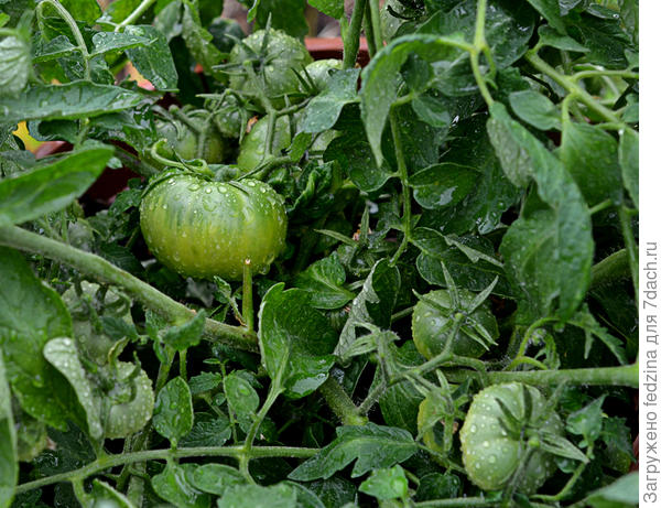 В центре куста помидорки...