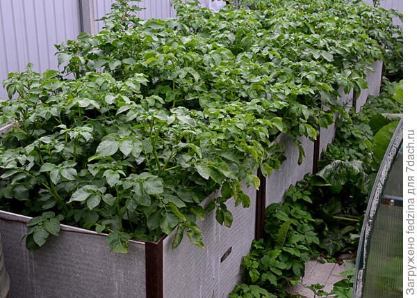 Синеглазка по Агротексу 60