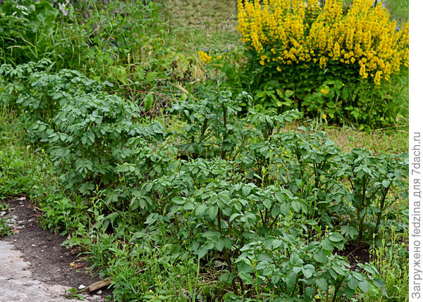 Моцарт по горчице