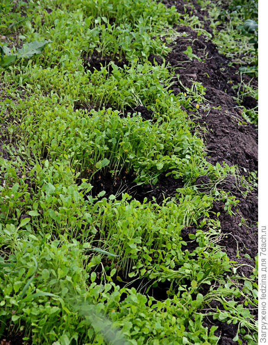 Горчица, в которую посадила картофель