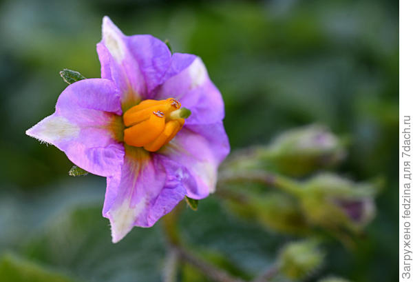 Так цветёт Моцарт