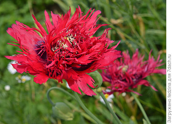 Прошлогодний