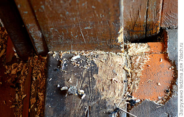 Вход грызуна