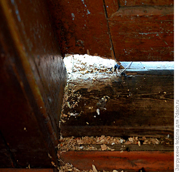 Дверь прогрызли...