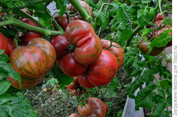 Особенности полива и ухода за помидорами Гном