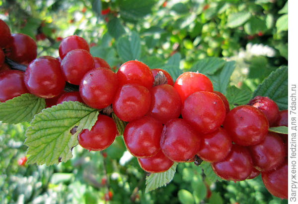 Войлочная вишенка