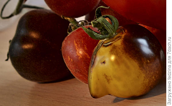 Томат с носиком &quot;Основные цвета&quot;