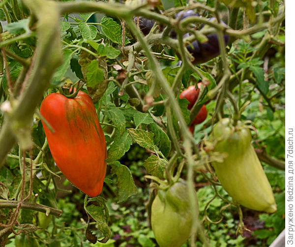 Итальянские спагетти - крупные и вкусные