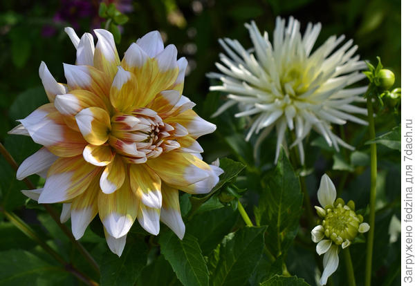 И на даче всегда будет море цветов!