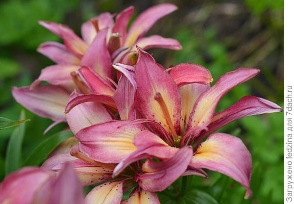 Махровая Азиаточка