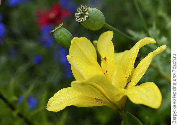 Фата Моргана