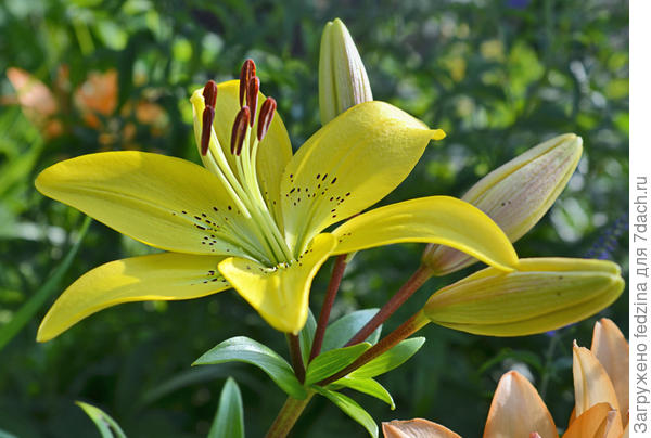 Жёлтая азиаточка