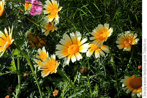 Хризантемы