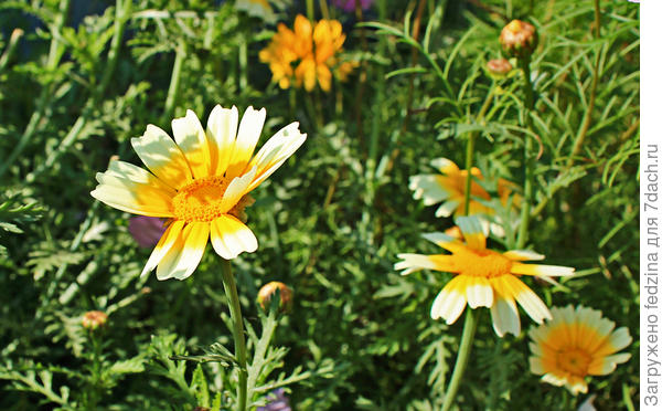 Однолетняя хризантемка