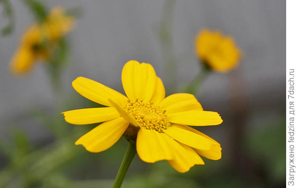 Съедобная хризантема