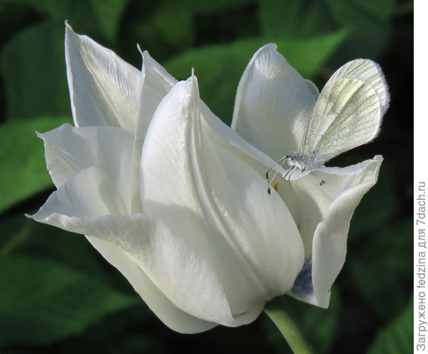 Лилиецветный White Triumphator
