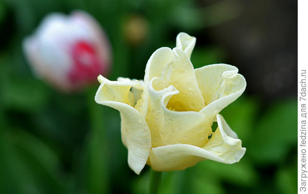 White Liberstar