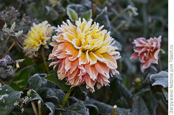 Георгин осенью