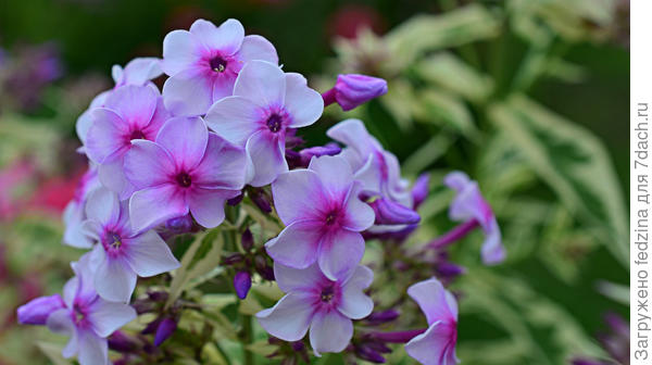 Флокс Нора Лей