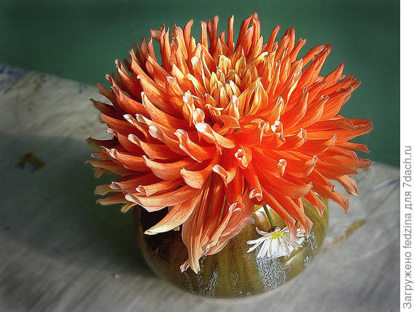 Георгинчик