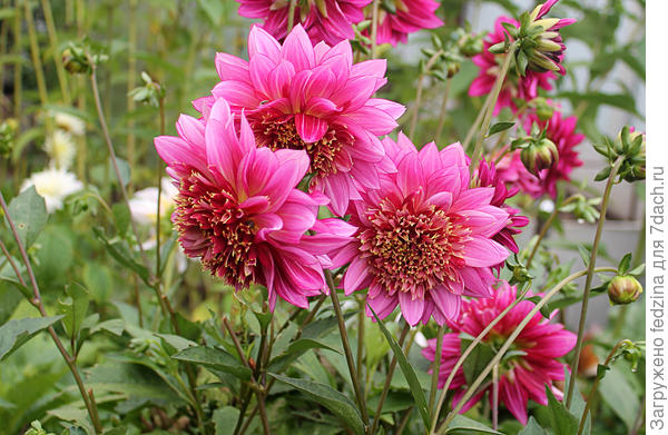 Анемовидные Мамбо