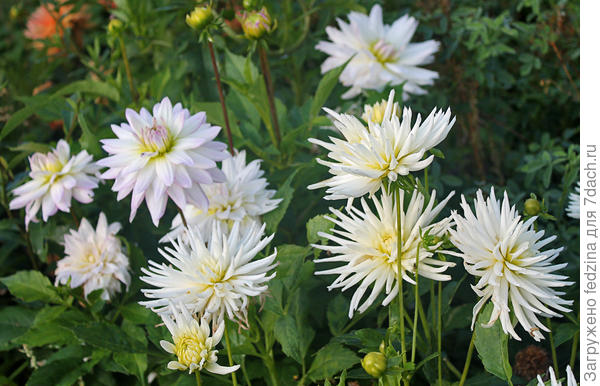 Плайя Бланка