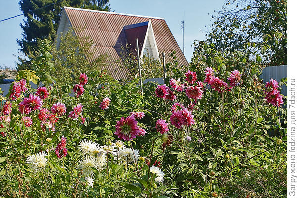 Георгиновая осень