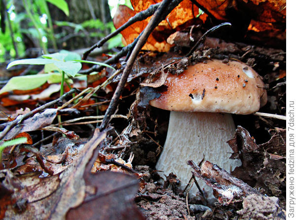 Самый вкусный