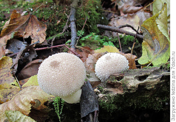 Как новогодняя игрушка