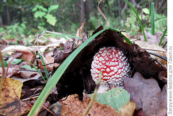 Мухомор в домике