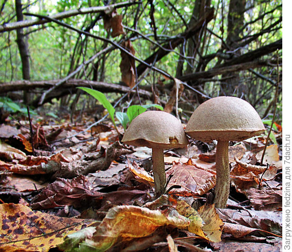 Два грибочка