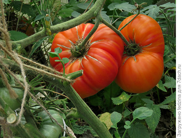 Grandma Viney’s Yellow and Pink