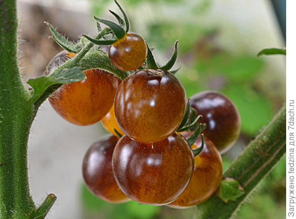 Лесной голубой шмель на просвет